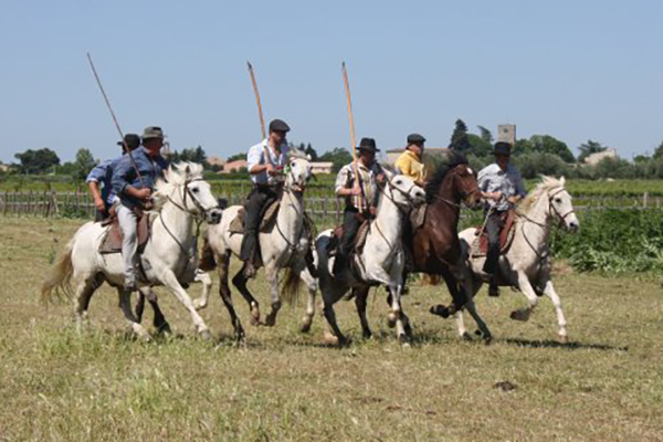 chevaux