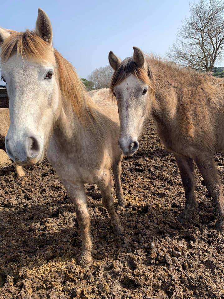 chevaux