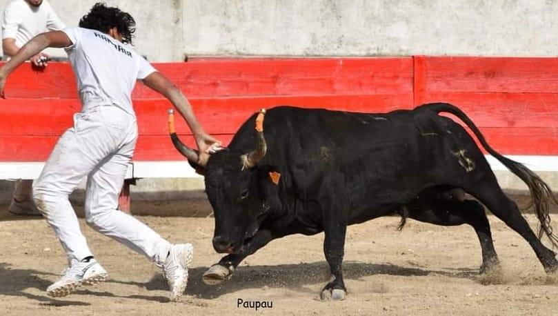 taureau