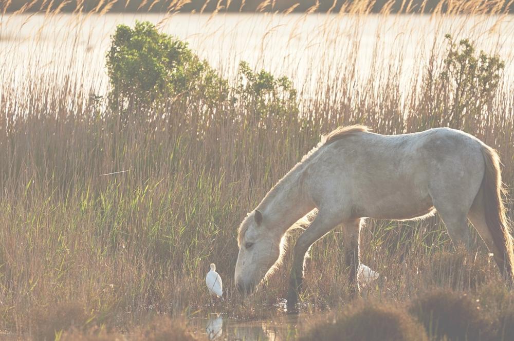 cheval