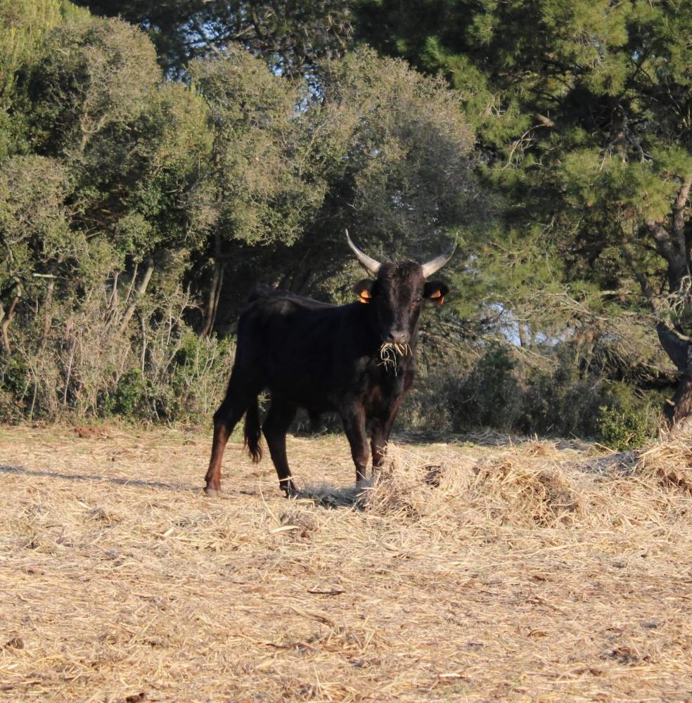 taureau